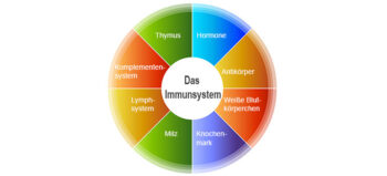 Das Immunsystem