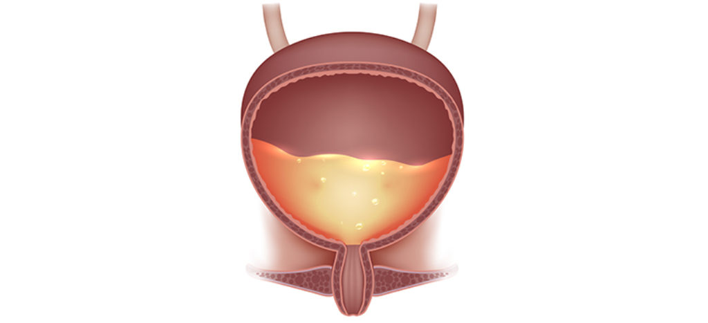 Anatomische Darstellung einer menschlichen Blase.