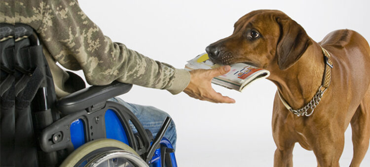 Assistenzhunde DerQuerschnitt.de