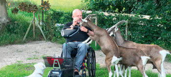 Mann in Rollstuhl füttert in einem Gehege zwei Ziegen.