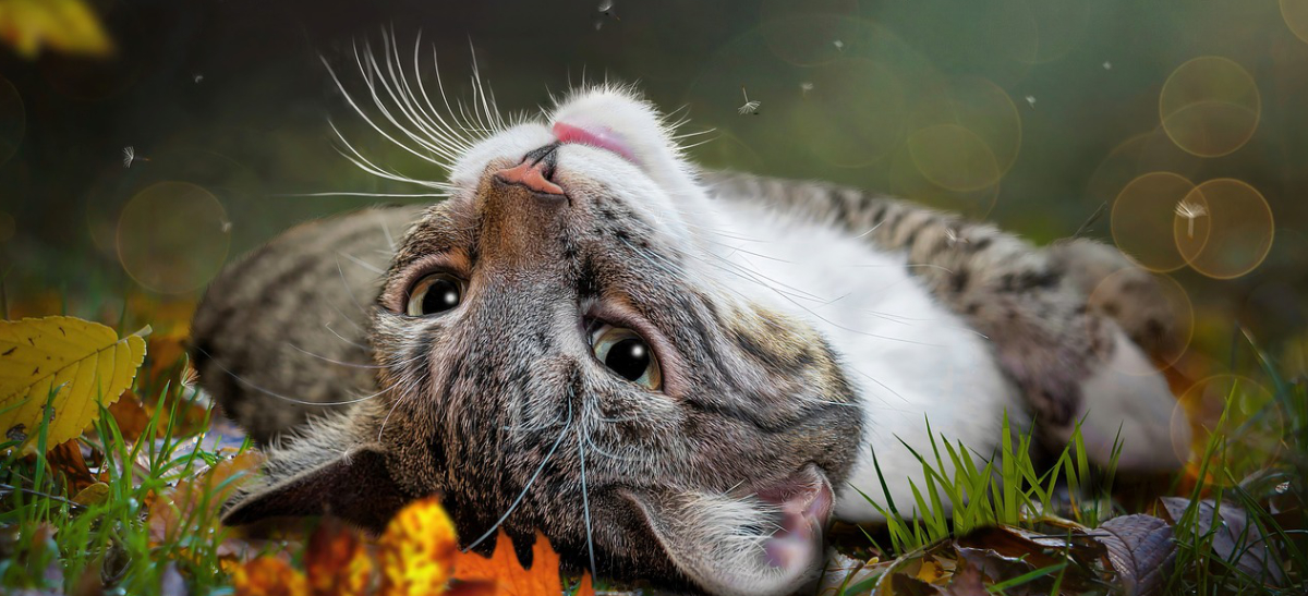 Graugetigerte Katze liegt auf dem Rücken auf Herbstlaub und blickt entspannt in den Himmel.