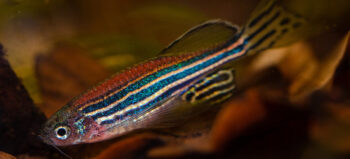 Ein blauweiß gestreifter Zebrafisch.