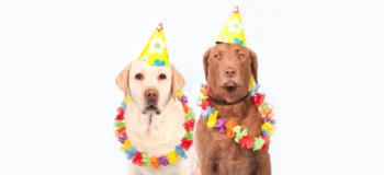 Karneval im Rollstuhl: Tipps für Fans und Verweigerer