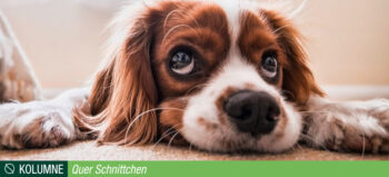 Braun-weißer Hundewelpe verdreht ratlos die Augen nach oben.