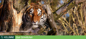 Meine Querschnittlähmung und ich: Die Dame oder der Tiger