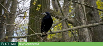 Ein Rabe sitzt auf einem Ast im Wald.