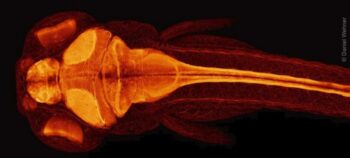 Zebrafisch kann durch ausgeklügelten Mechanismus sein Rückenmark heilen